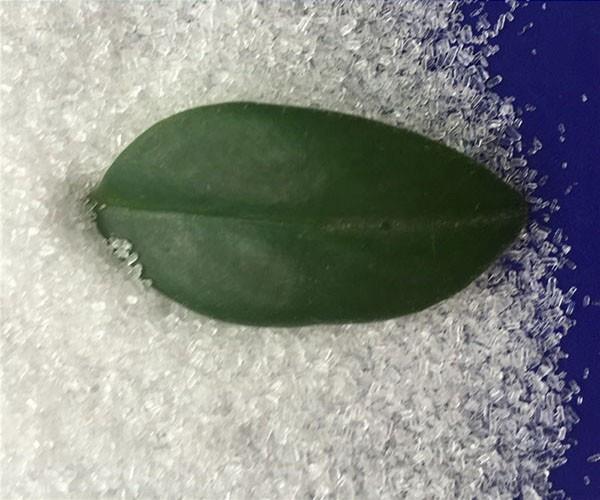 硫酸镁价格：硫酸镁用于农业中的优势
